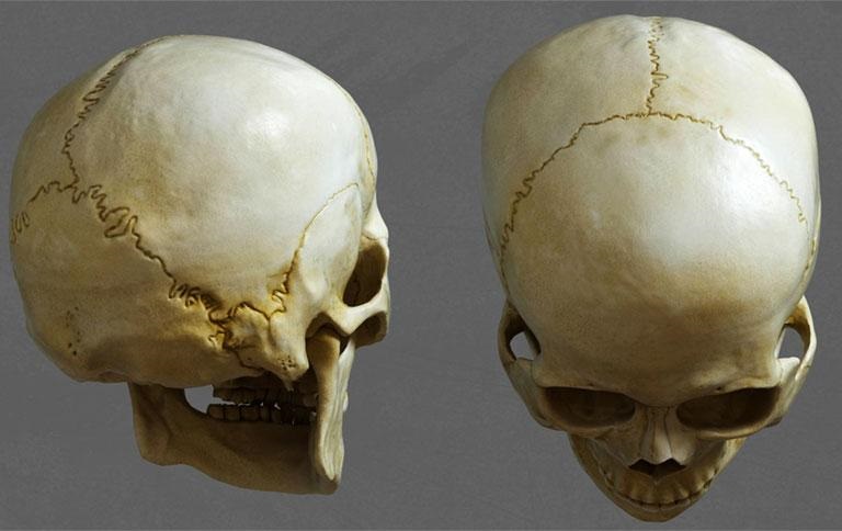 Hộp sọ người lớn sẽ gồm 22 xương