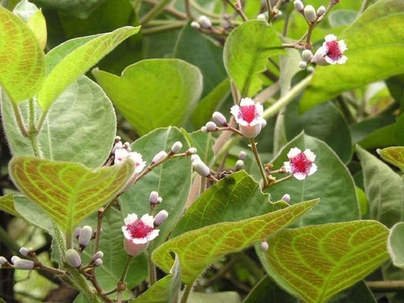 Chữa bệnh đau bao tử bằng lá mơ lông
