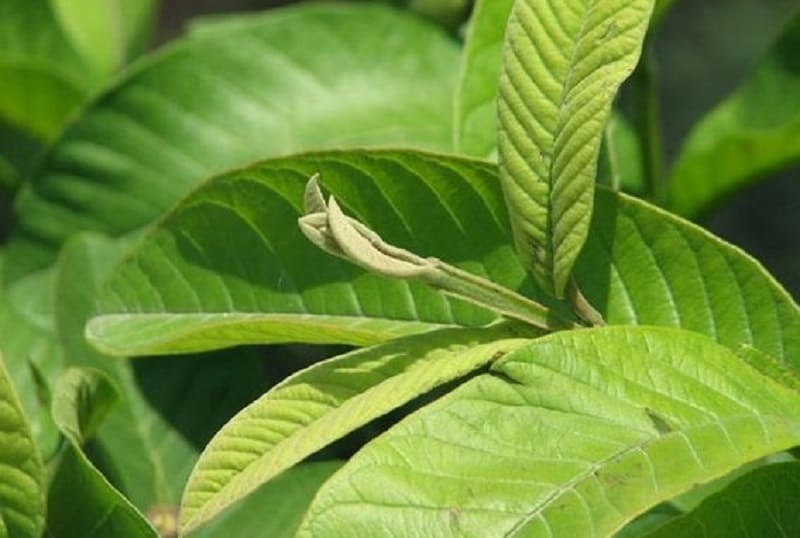 Búp ổi - cây thuốc chữa dạ dày dễ tìm ở nhà