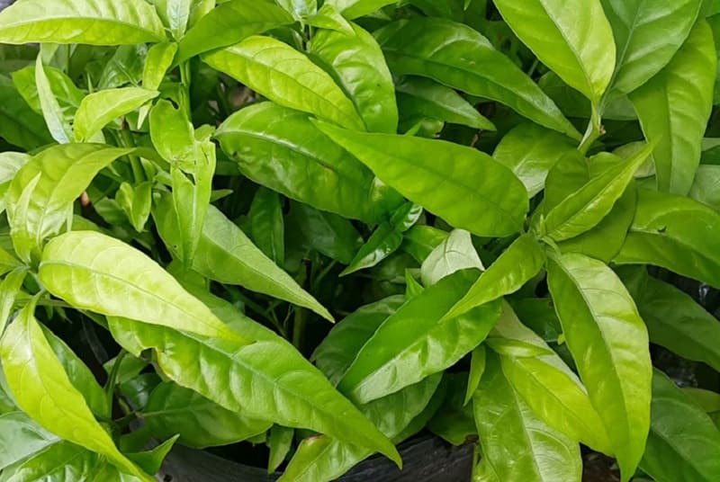 Bài thuốc chữa đau bao tử từ cây hoàn ngọc âm 