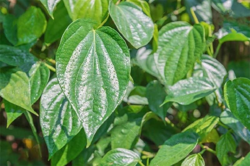 Chữa đau dạ dày tại nhà với trầu không