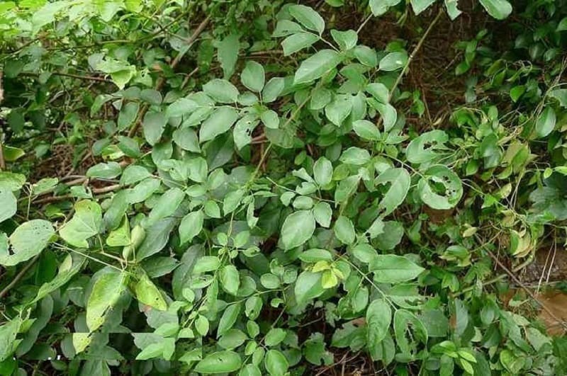 Cây chè dây có công hiệu giảm triệu chứng bệnh dạ dày