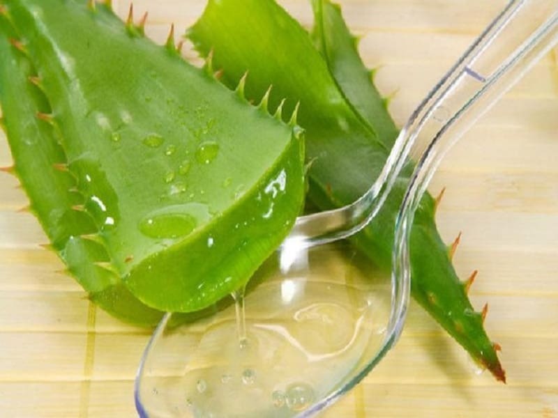 Nha đam hỗ trợ điều trị, làm lành vết thương dạ dày