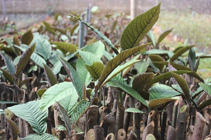Cây thuốc chữa dạ dày hiệu quả cao