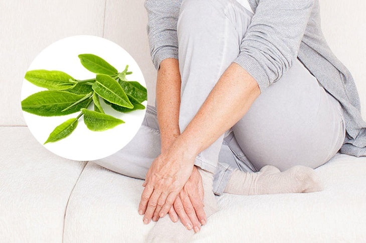 Lá trà xanh chứa hoạt chất kháng sinh cao, điều trị huyết trắng vón cục cực tốt