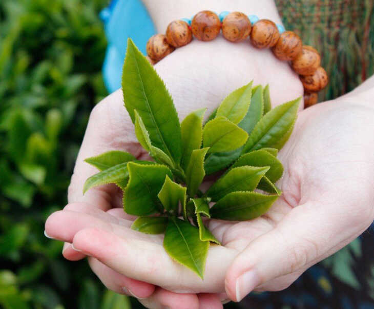 Các hoạt chất chống viêm trong lá trà xanh sẽ làm dịu vết thương, giảm cơn ngứa