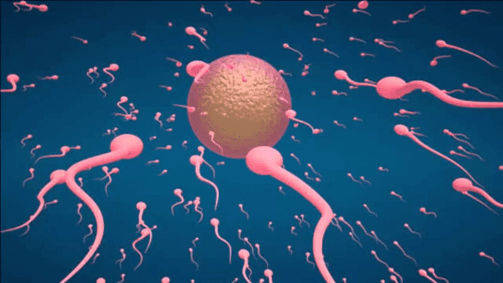 Thụ thai là sự kết hợp giữa trứng và tinh trùng